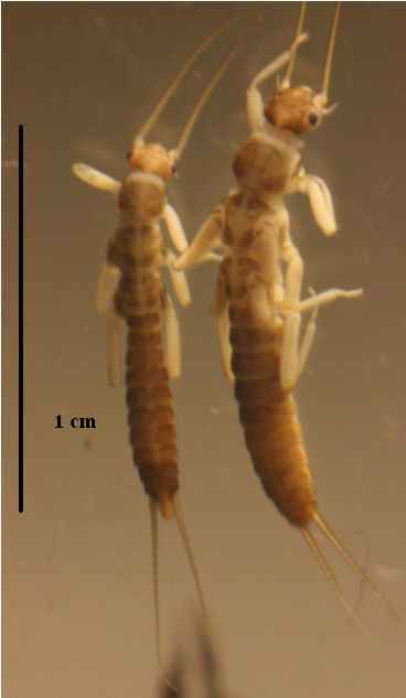 allocapnia_vivipara_male_female
